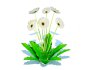 Gerbera – Gerbera Daisy_White_Flower - Thumbnail 3