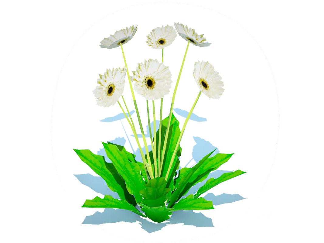 Gerbera – Gerbera Daisy_White_Flower Image 3