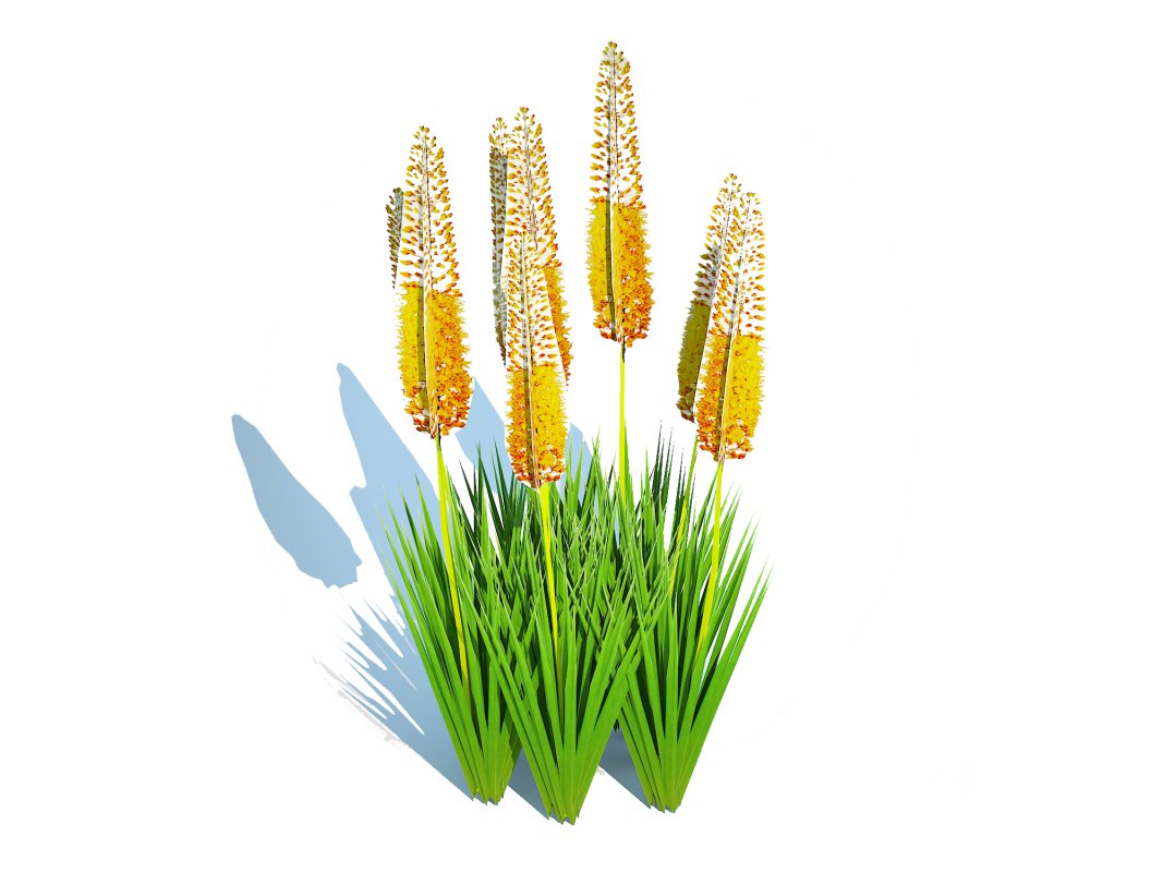 Eremurus – Foxtail Lily_Yellow Image 3