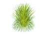 Hakonechloa – forest grass - Thumbnail 5