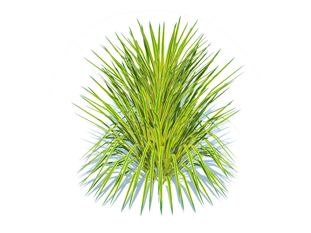 Hakonechloa – forest grass Image 5