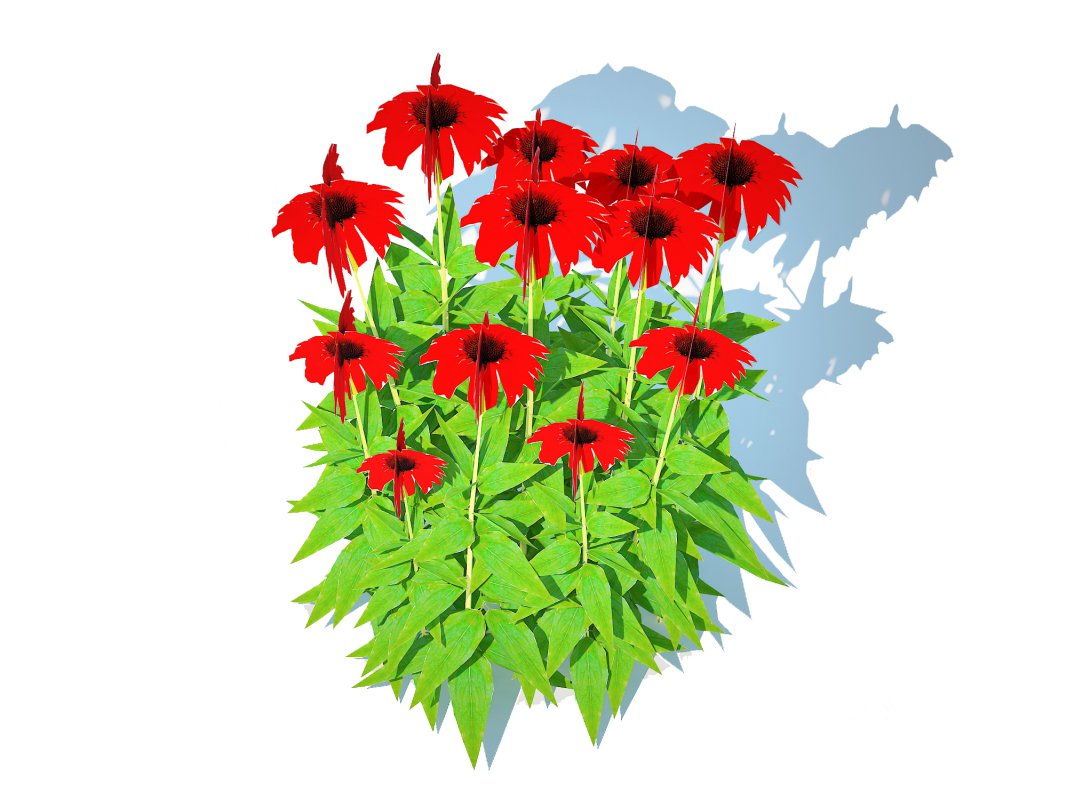 Echinacea Tomato Soup – Coneflower Image 2