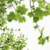 AV Acer Saccharinum and Acer Pseudoplatanus 4 trees - Thumbnail 7