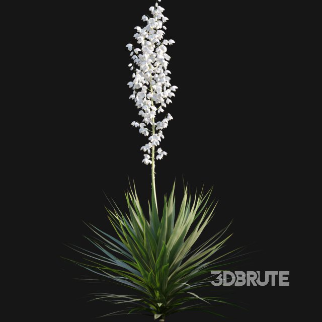 Yucca gloriosa – Mound Lily 01 Image 5