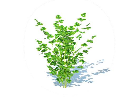 Parsley