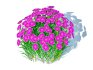 Dianthus deltoides – Zing - Thumbnail 4