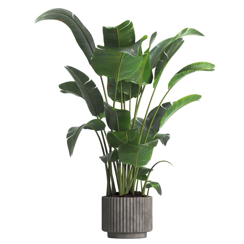 indoor plant 04 Image 3