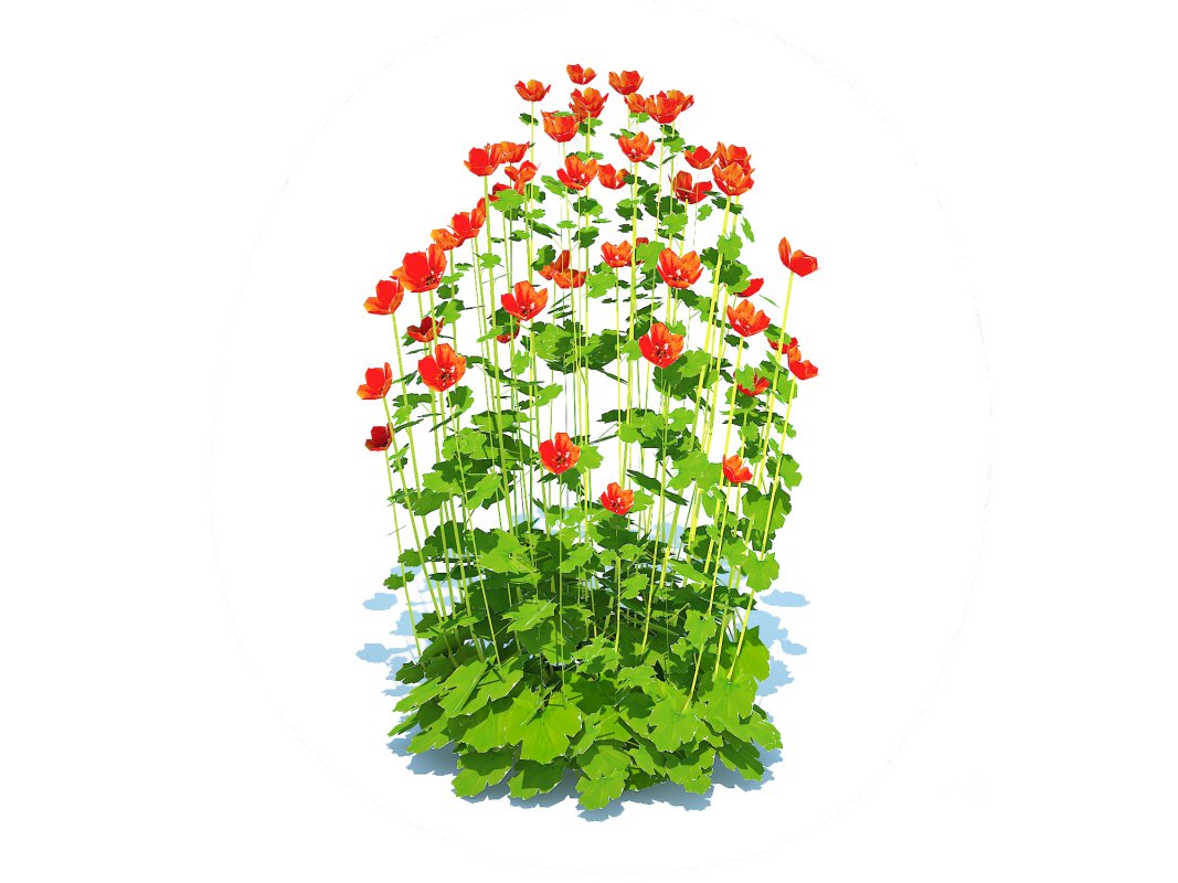 Geum – Sunkist Lime Image 4