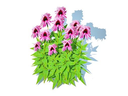 Echinacea Merlot – Coneflower