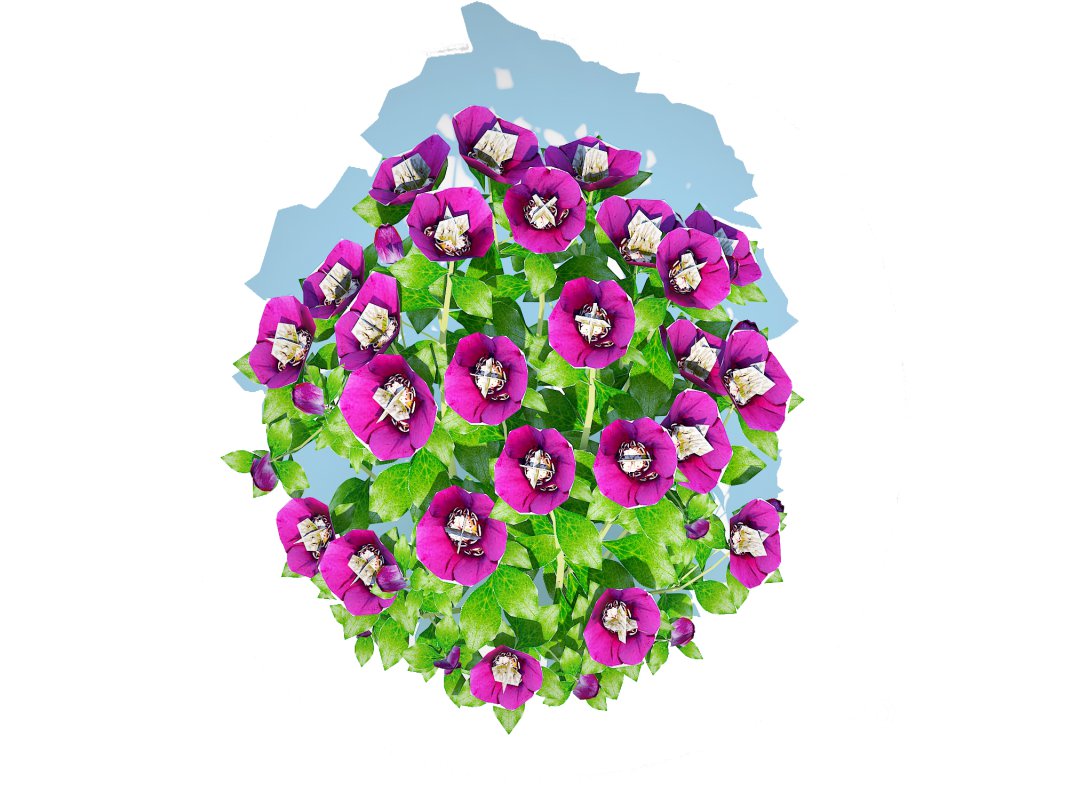 Helleborus orientalis – Lenten rose Purple Image 3