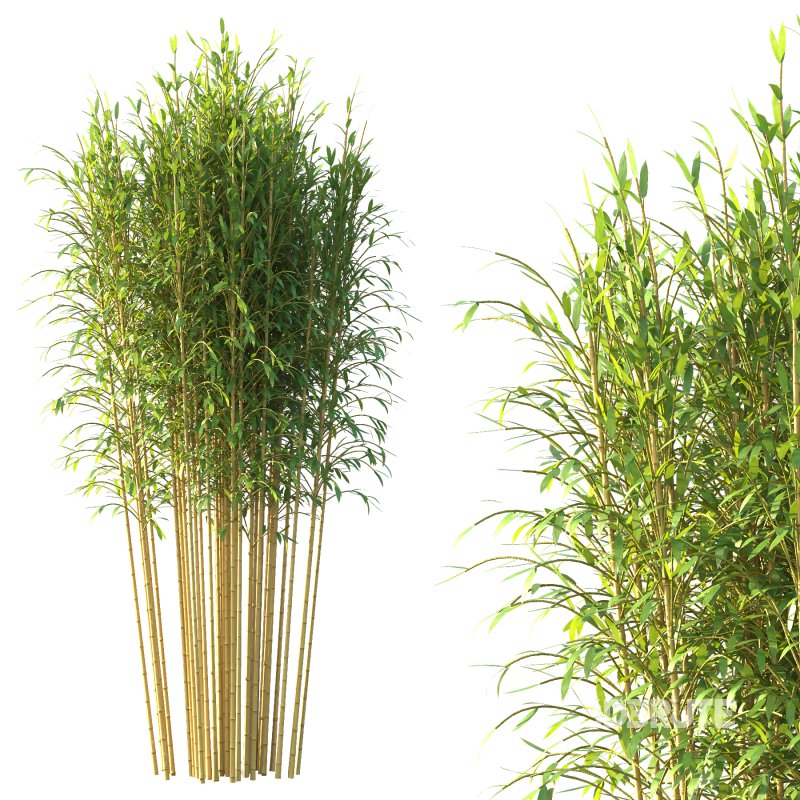 Bamboo Bambusoideae Tree 05 Image 2