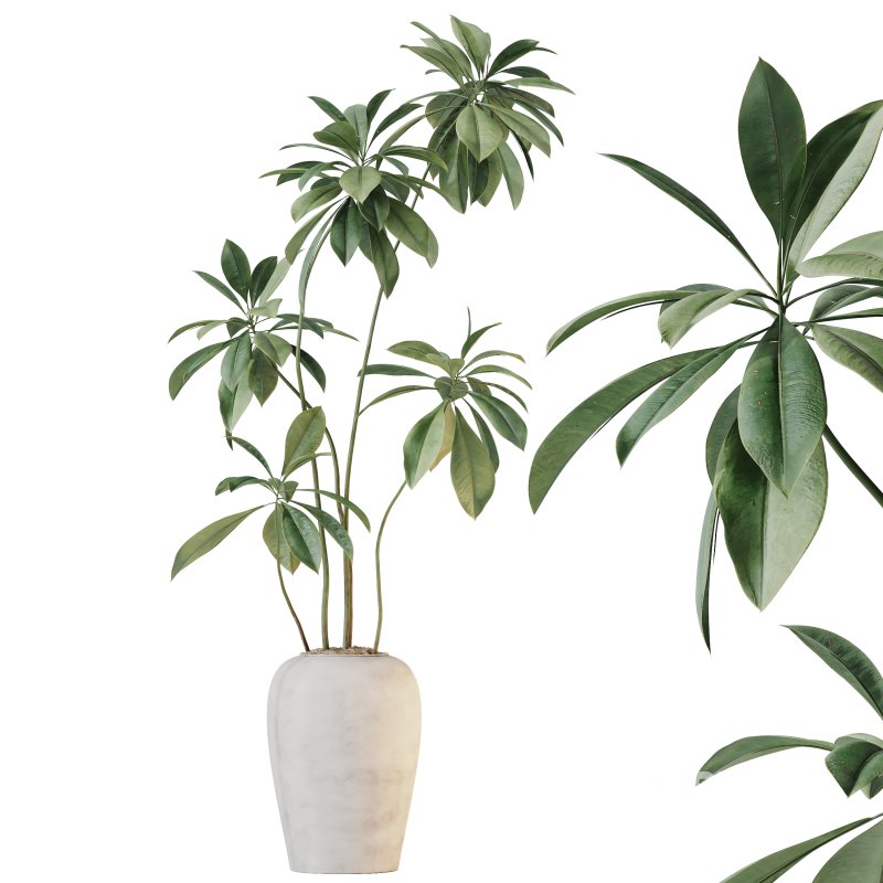 AV Indoor plants set 210 Mission Olive and Ficus Cyathistipula and Lily Domino and Lutescens Areca Palm Image 2
