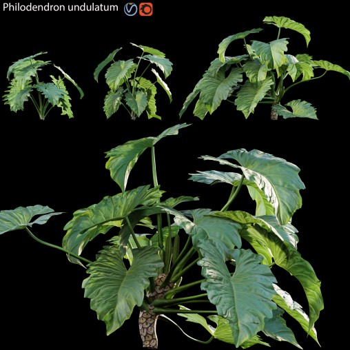 Philodendron undulatum – 01