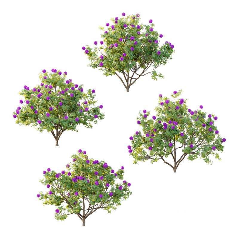 Rhododendron Arboreum Bush 07 Image 3