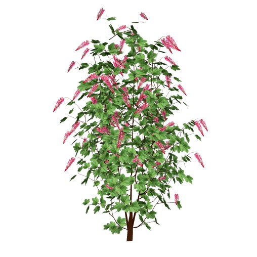 Ribes sanguineum-Flowering Currant