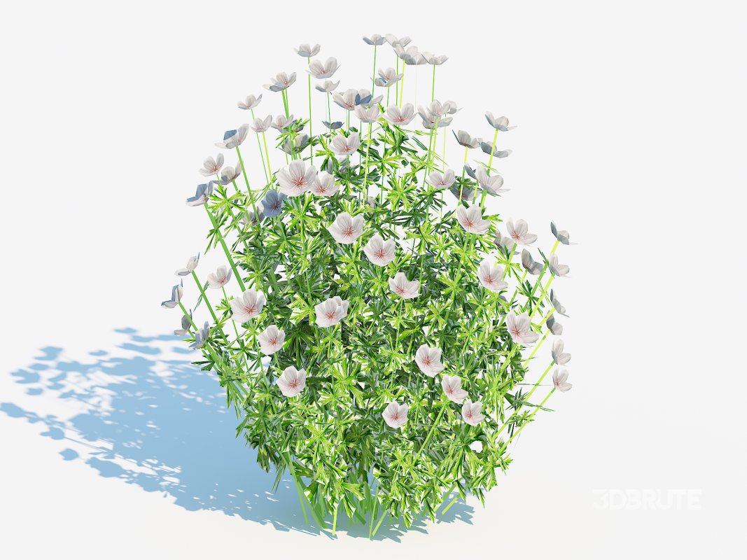 Geranium – white cranesbill Image 3