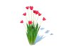Tulipa – tulips Red - Thumbnail 2