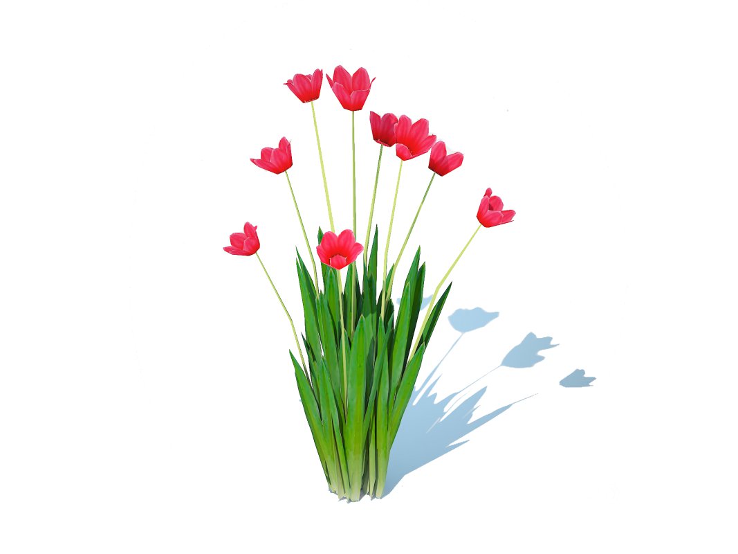 Tulipa – tulips Red Image 2