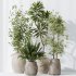 ntal plants, including Mission Olive Tree, Euphorbia Drupifera, Orange Fruit Bonsai, and Spathiphyllum Domino (Peace Lily). Each plant contributes a unique leaf structure and growth habit, while collectively forming a rich, natural ensemble perfect for calm, contemporary interiors. - Thumbnail 4