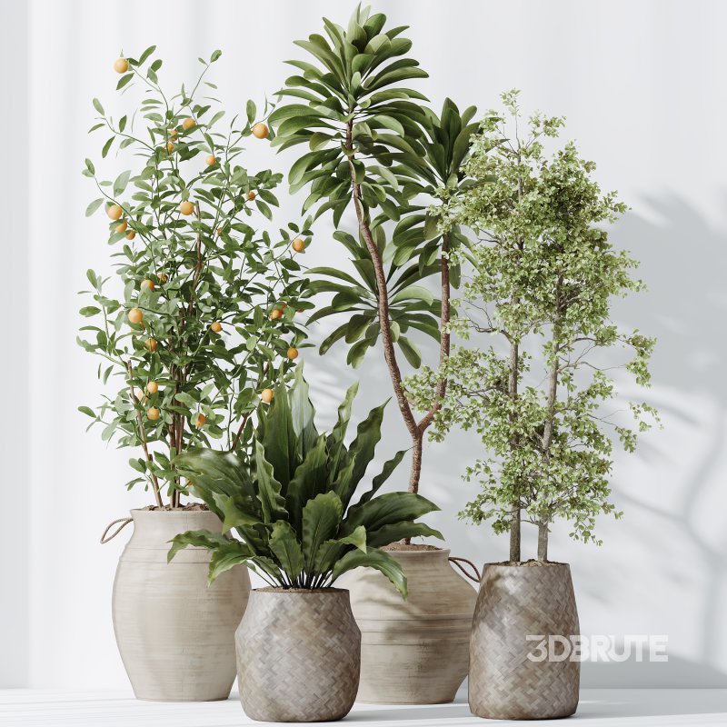 ntal plants, including Mission Olive Tree, Euphorbia Drupifera, Orange Fruit Bonsai, and Spathiphyllum Domino (Peace Lily). Each plant contributes a unique leaf structure and growth habit, while collectively forming a rich, natural ensemble perfect for calm, contemporary interiors. Image 4
