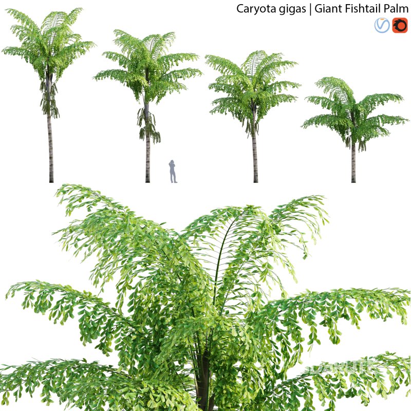 Caryota gigas – Giant Fishtail Palm – Caryota Mitis – 01 Image 1