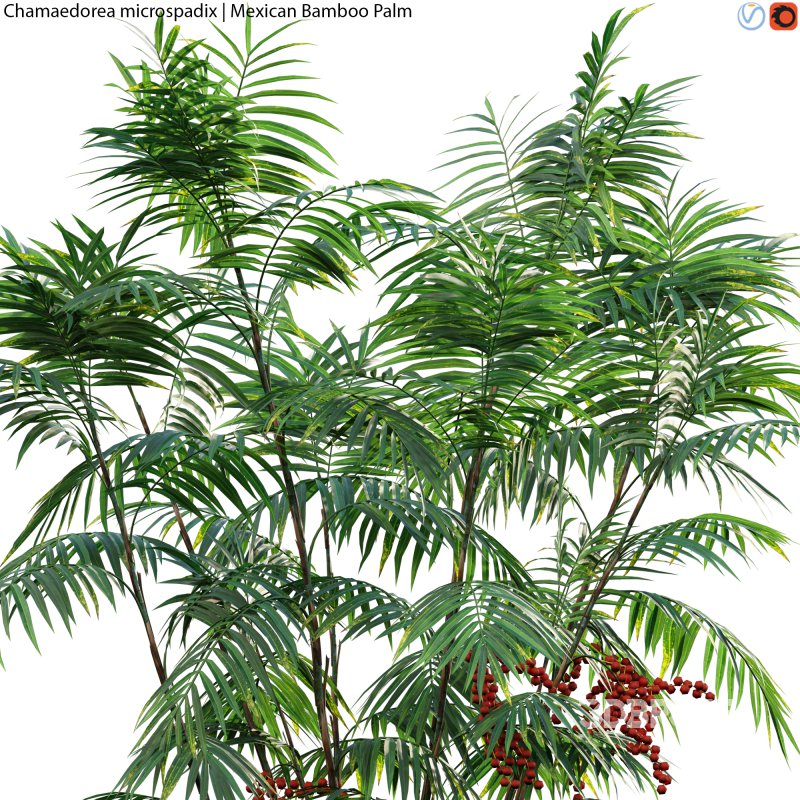 Chamaedorea microspadix – Mexican Bamboo Palm – 02 Image 2