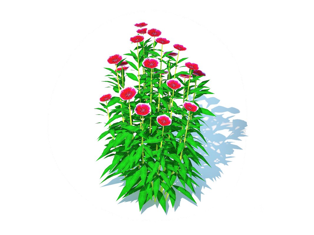 Dianthus chinensis Image 3