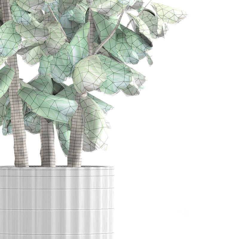 Indoor Plant 001 Ficus Lyrata Fiddle Leaf With White Pot Image 3