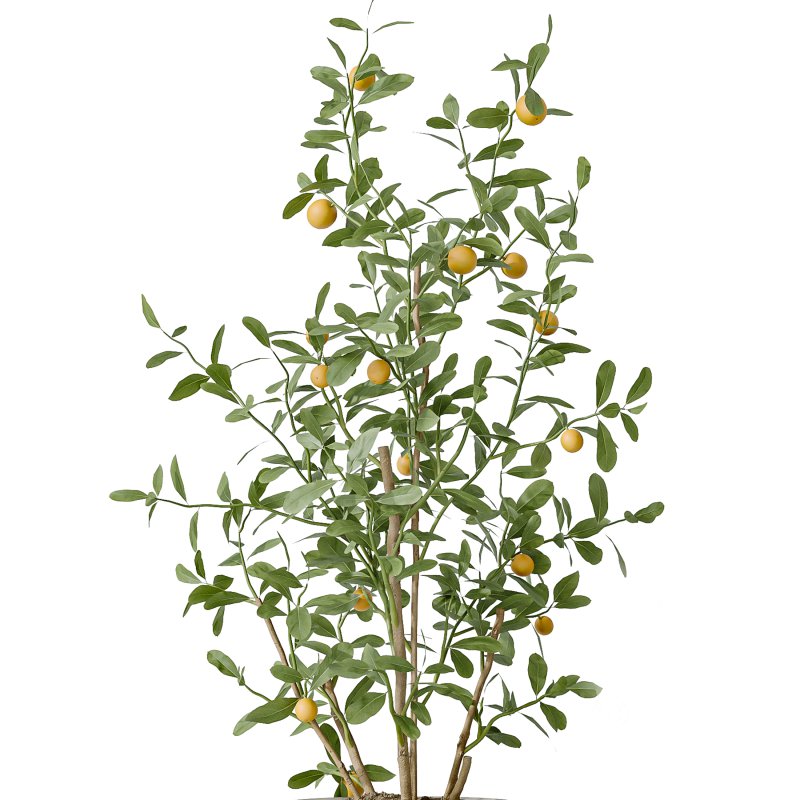 AV Indoor Plants Set 229 Wilsonii Olive and China Orange Tree and Bird Of Paradise and Peace Lily Image 3