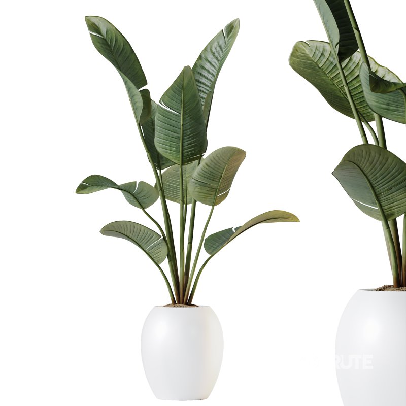 AV Indoor plants set 208 Mission Olive and Cyara Areca Palm and Strelitzia Reginae Nicolai and Yucca Aloifolia Rostrata Image 3