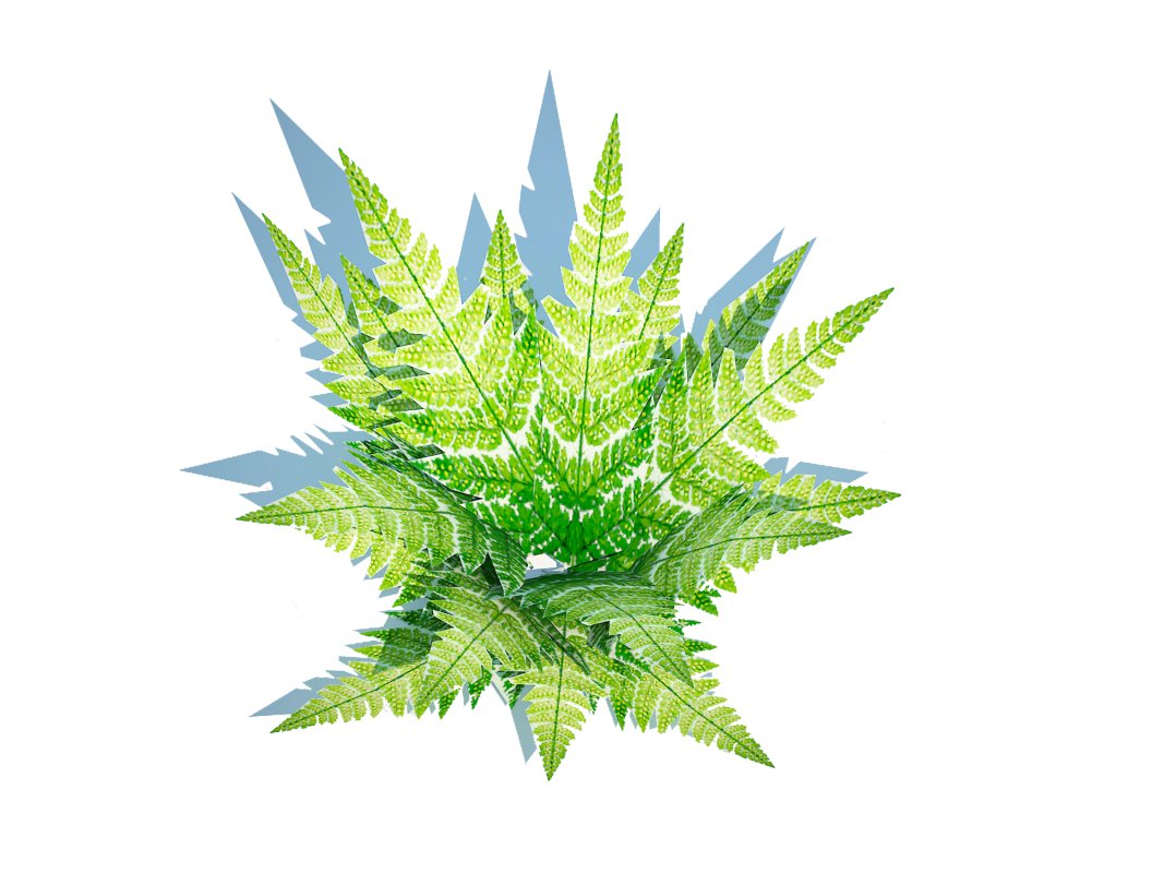 Dryopteris marginalis – wood fern Image 5