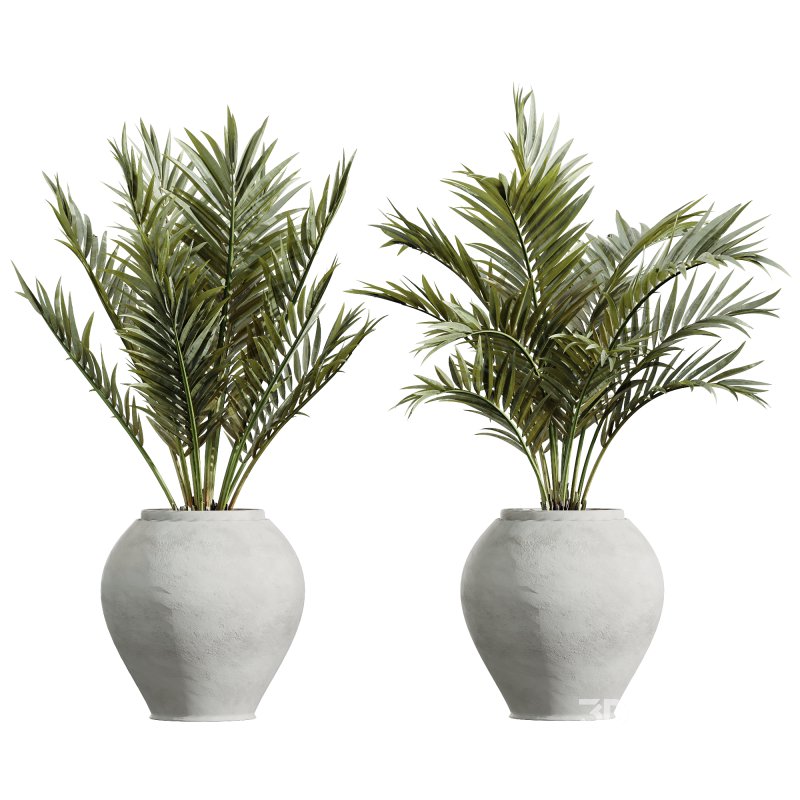 AV Indoor Plants Set 231 Dypsis Palm and Fruit Orange Tree and Mission Wilsonii Olive and Areca Palm Image 1