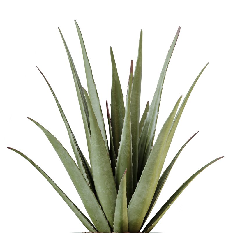 AV Indoor Plants Set 220 Hazel Erle and Aloe Vera and Mission Olive and Spineless Palm Image 2