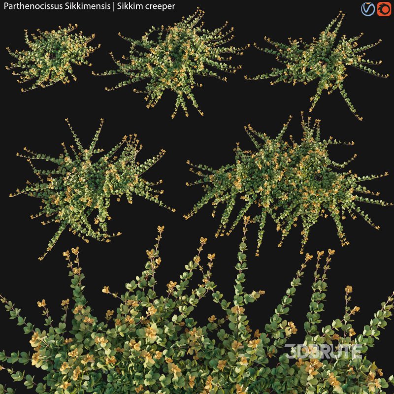 Parthenocissus Sikkimensis – Sikkim creeper – 01 Image 1