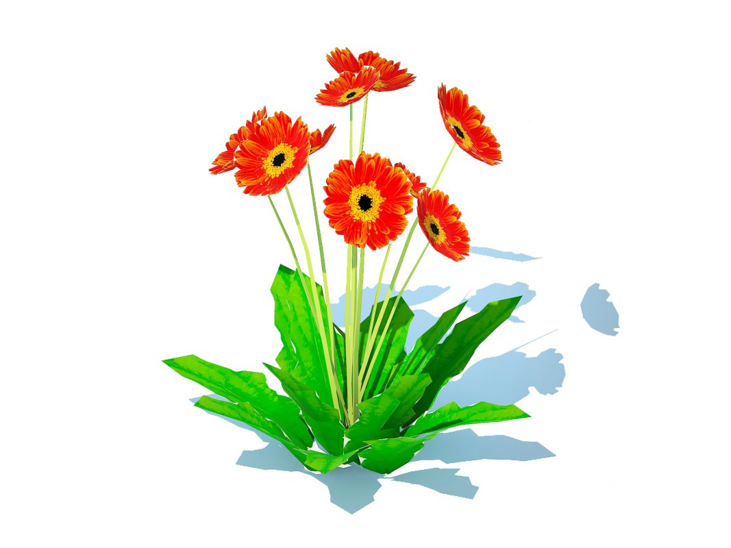 Gerbera – Gerbera Daisy_Orange_Flower Image 5