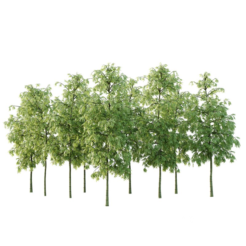 Bamboo Bambusoideae Tree 02 Image 7