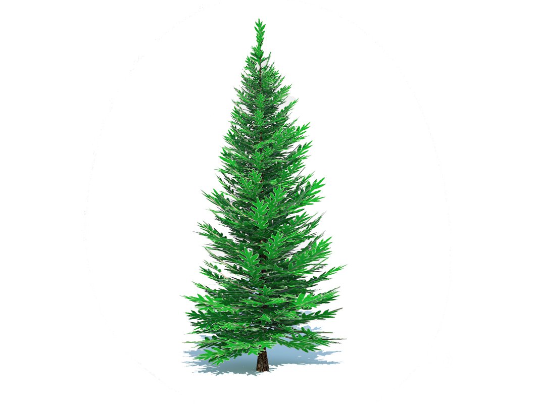 Abies Concolor – Silver Fir – Small Image 2