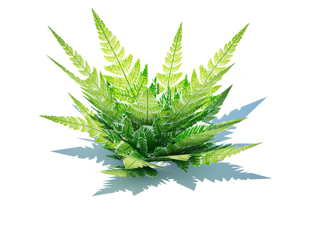 Dryopteris marginalis – wood fern Image 3