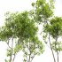 AV Acer Saccharinum and Acer Pseudoplatanus 4 trees - Thumbnail 3