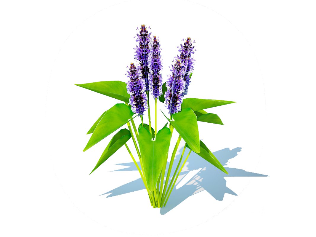 Pontederia cordata-pickeral rush Image 3