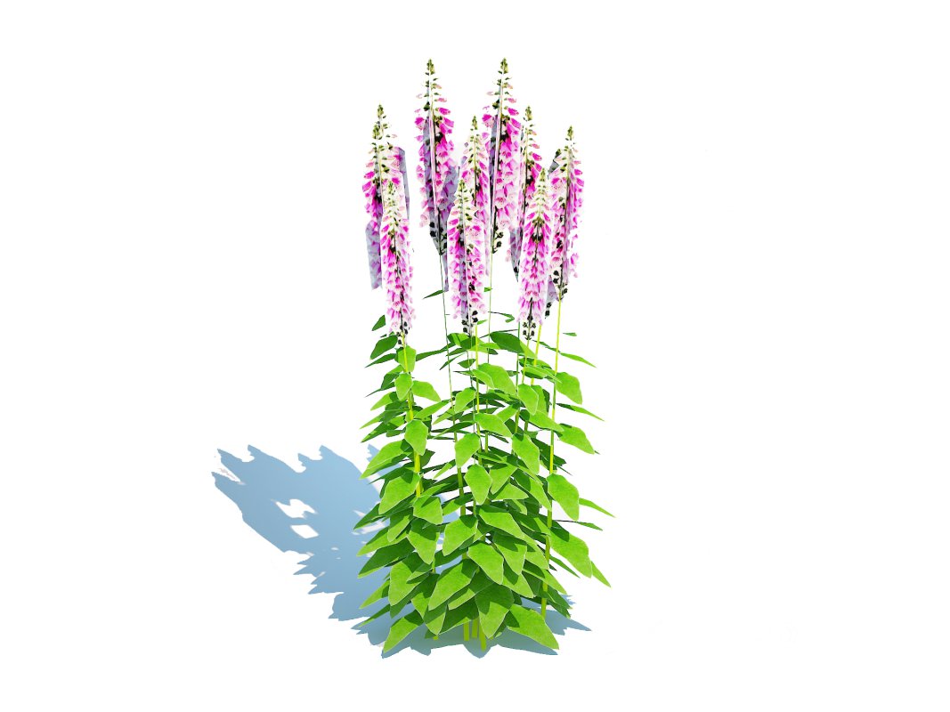 Digitalis purpurea – Common Foxglove pink Image 2