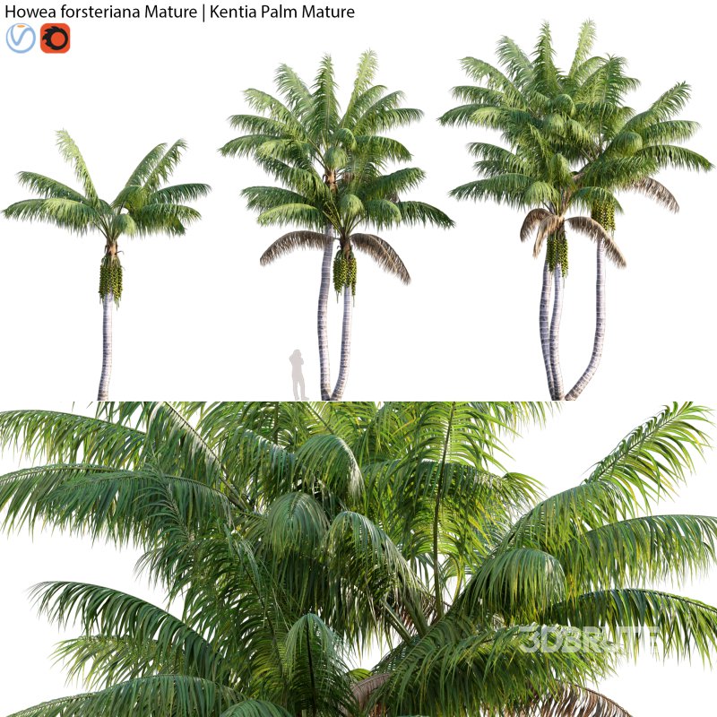 Howea forsteriana Mature – Kentia Palm Mature – 02 Image 1