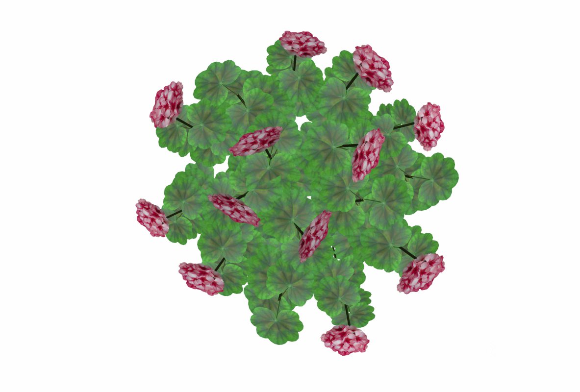 Pelargonium-Geranium-Pink White Image 3