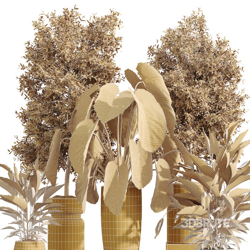 AV Indoor Plant Set 215 Mission Olive Spathiphyllum Lily Domino Alocasia Jardin Brisbanensis Image 7