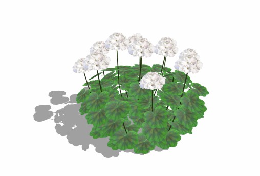 Pelargonium-Geranium-White