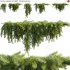 Acacia cognata Limelight – Weeping Acacia – 02 - Thumbnail 1