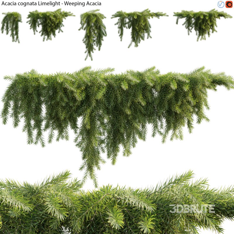 Acacia cognata Limelight – Weeping Acacia – 02 Image 1