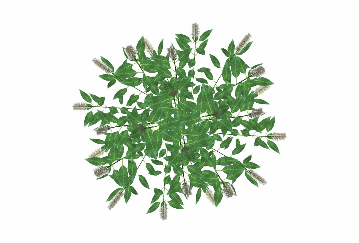 Prunus Otto Luyken – Laurel Image 3