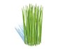 Equisetum hyemale – Horsetail Reed - Thumbnail 2