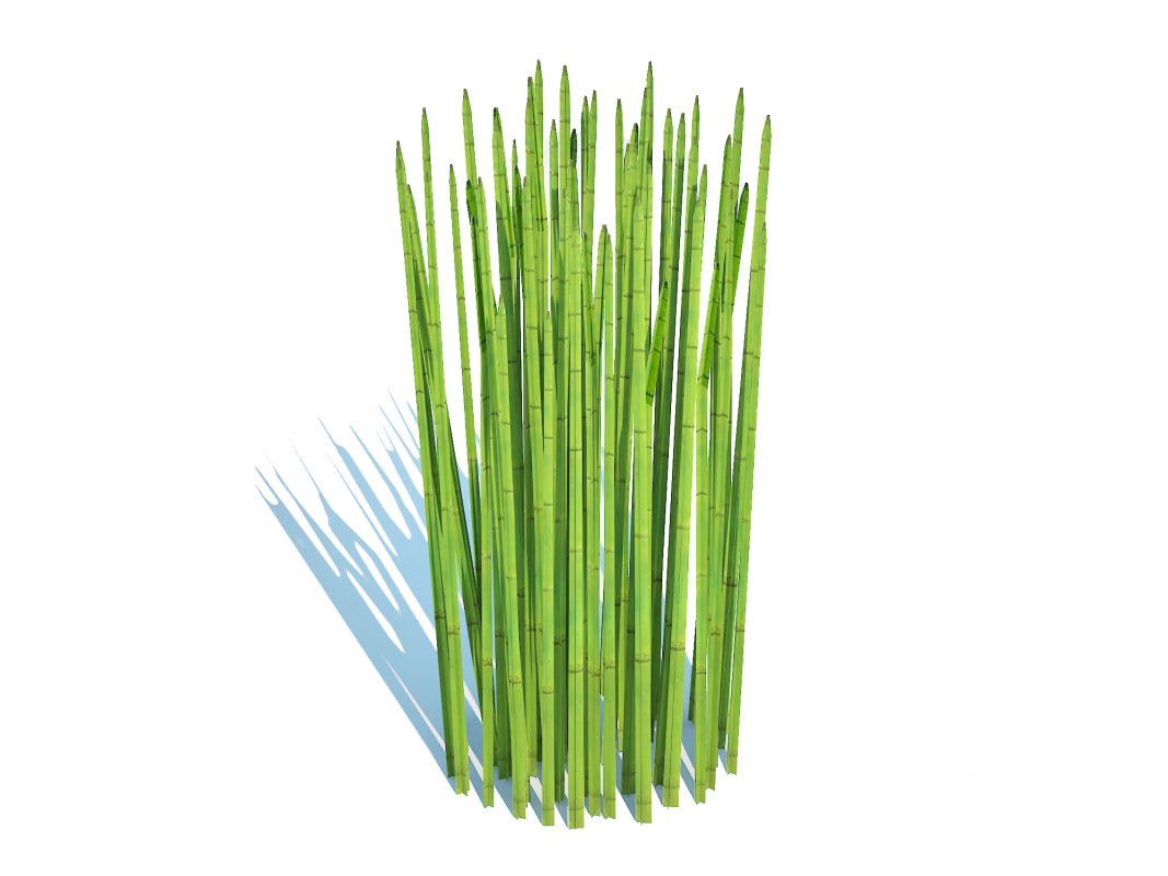 Equisetum hyemale – Horsetail Reed Image 2
